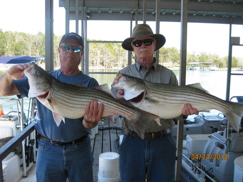 Nice Striped Bass